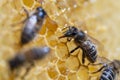 Working bees on honeycomb, closeup. Colony of bees in apiary. Beekeeping in countryside. Macro shot with in a hive in a honeycomb Royalty Free Stock Photo