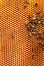 Working bees on honeycombs