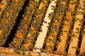 Working bees on wooden frame Royalty Free Stock Photo