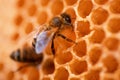 working bees working on beautiful natural honeycombs in hive. macro
