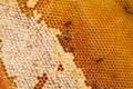 Working bees on the yellow honeycomb with sweet honey Royalty Free Stock Photo