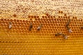 Working bees on the yellow honeycomb with sweet honey Royalty Free Stock Photo