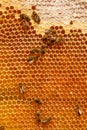 Working bees on the yellow honeycomb with sweet honey Royalty Free Stock Photo