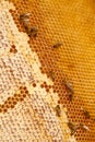 Working bees on the yellow honeycomb with sweet honey Royalty Free Stock Photo