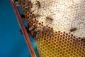 Working bees on the yellow honeycomb with sweet honey Royalty Free Stock Photo