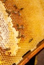 Working bees on the yellow honeycomb with sweet honey Royalty Free Stock Photo