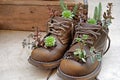 succulent plants in boots Royalty Free Stock Photo