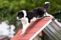 Working border collie breed dogs running agility obstacle A-frame Royalty Free Stock Photo