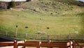 Working Dogs Herding Sheep In New Zealand Royalty Free Stock Photo