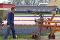 Working bulb grower in bulb field, Netherlands Royalty Free Stock Photo