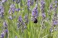 Working bumblebee. Lavender plants.