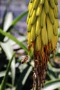 Working busy bee flying to yellow aloe flower on green grass blurred background Royalty Free Stock Photo