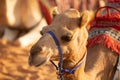 Working camel used for tourist rides at a Desert Safari camp in the red dune desert near Dubai