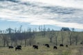 Working Cattle Farm In Central Kentucky Royalty Free Stock Photo