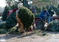 Working at a christmas tree farm Royalty Free Stock Photo