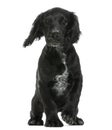 Working Cocker Spaniel