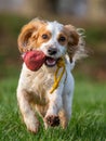 Working cocker spaniel retrieving