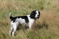 Working Cocker Spaniel