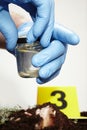 Working on collecting of fly larva on crime scene - closing glass Royalty Free Stock Photo