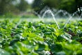 working with crops at the field agriculture Royalty Free Stock Photo