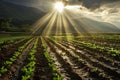 working with crops at the field agriculture Royalty Free Stock Photo