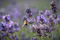 Diligent bee harvest the pollen from purple lavender flower for making honey at summer. Close-up macro Royalty Free Stock Photo