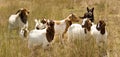 Working dog australian kelpie herds goats Royalty Free Stock Photo