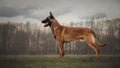 Working dog belgian malinois is standing in field Royalty Free Stock Photo