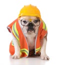 Working dog Royalty Free Stock Photo
