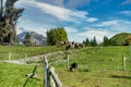 Working Dog Demonstration Rounding Up Sheep Royalty Free Stock Photo