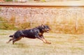 Rottweiler Royalty Free Stock Photo