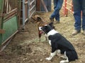 Working Dogs and Cowboys