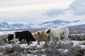 Working dogs on ranch in mountains Royalty Free Stock Photo