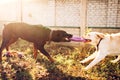 Working dogs on training, cynologist partner Royalty Free Stock Photo