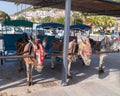 Working donkies taxis Spanish white village of Mijas Pueblo, Spain