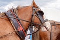A Draught Horse In harness Royalty Free Stock Photo