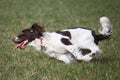 A working english springer spaniel gundog running