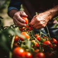 Working farm hands hold a branch with tomatoes. Harvest care. Blurred foreground