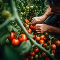 Working farm hands hold a branch with tomatoes. Harvest care. Blurred foreground