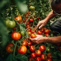 Working farm hands hold a branch with tomatoes. Harvest care. Blurred foreground