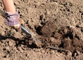 Working farmer in the garden. Organic fertilizer for manuring soil, preparing field for planting in spring, bio farming Royalty Free Stock Photo