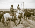 Working the Feedlot. American Cowboys.