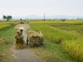 Working in the fields