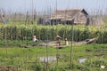 Working on the floating gardens on Inle Lake