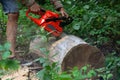 Working forester pierces a dead tree with a chainsaw,wood sawing