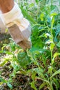 Working in garden, picking weed