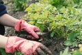 Working in the garden woman on a bed with small bushes of strawberries Royalty Free Stock Photo