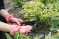 Working in the garden woman on a bed with small bushes of strawberries Royalty Free Stock Photo