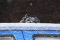 working gloves of the driver lie on the hood of the blue car, which is bogged down and slips in the snowdrift. reportage shooting. Royalty Free Stock Photo