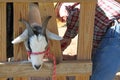 Working On the Goat Royalty Free Stock Photo